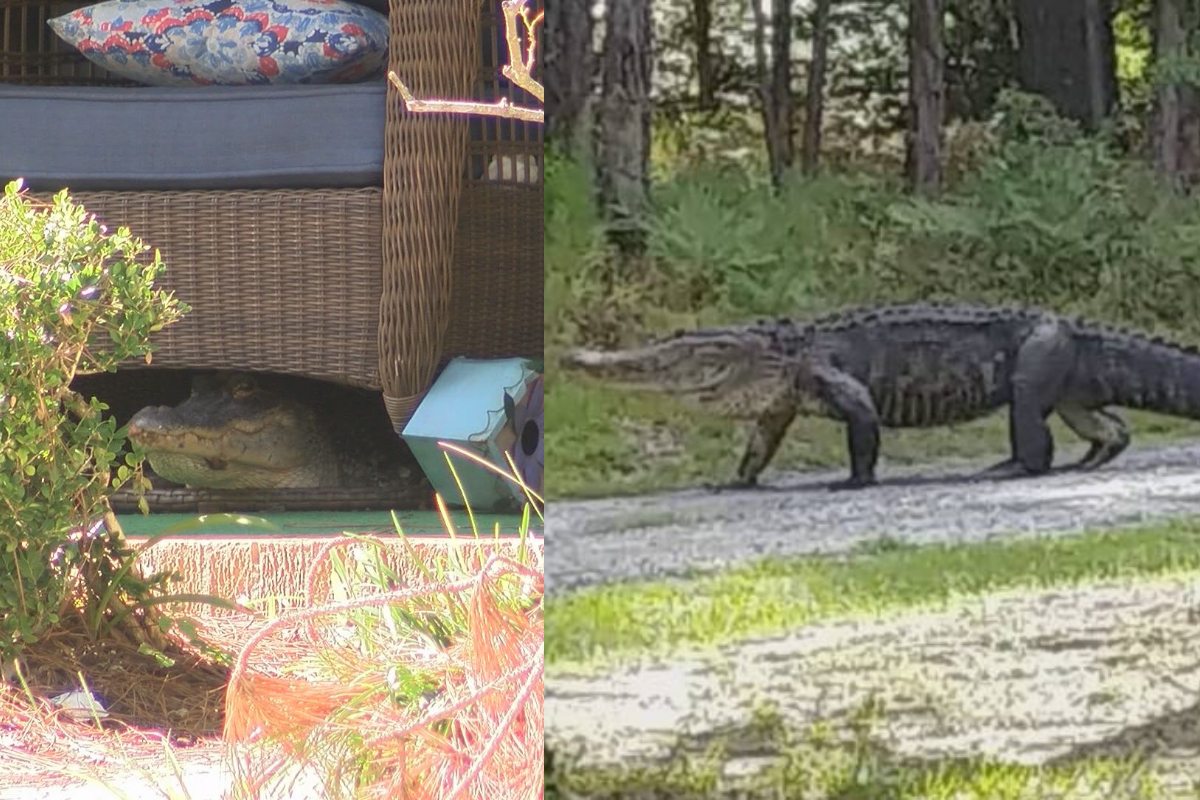 7 foot alligator