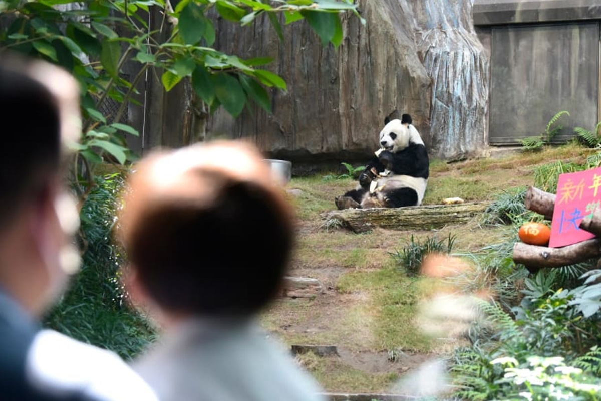 Giant Panda