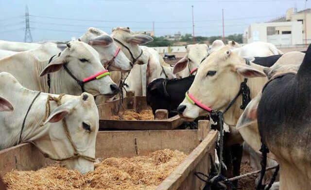 Ijtamai qurbani hissa rate