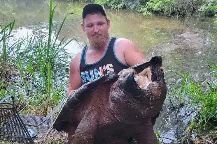 alligator
