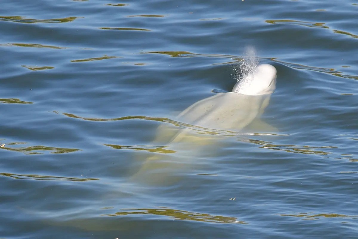 beluga whale