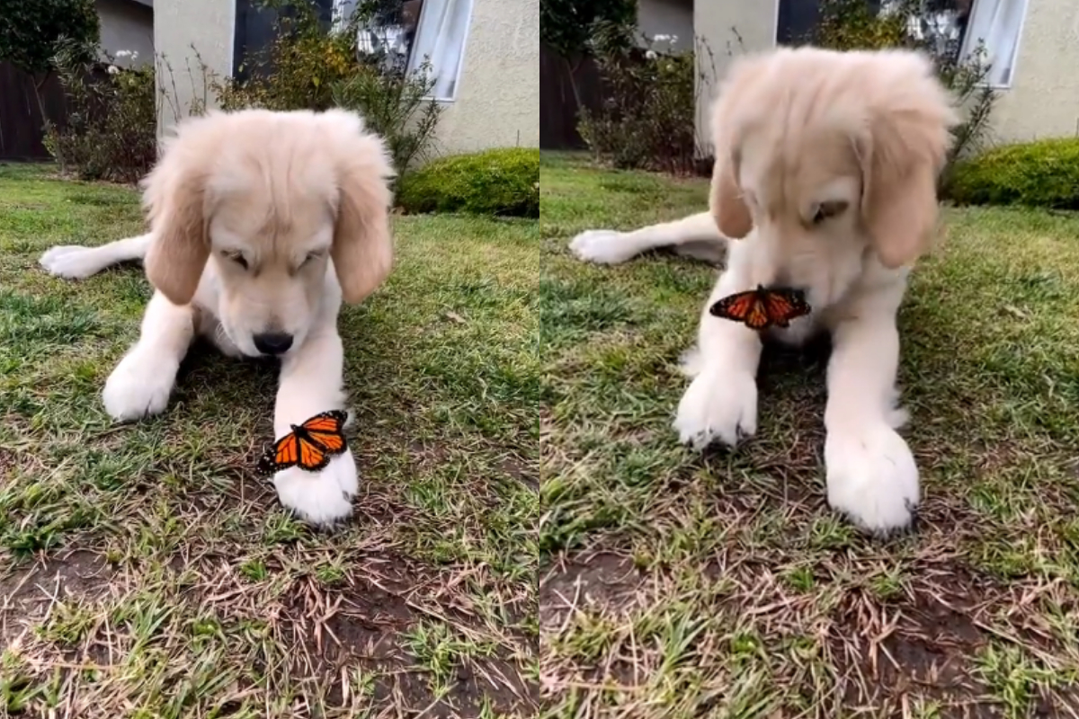 puppy