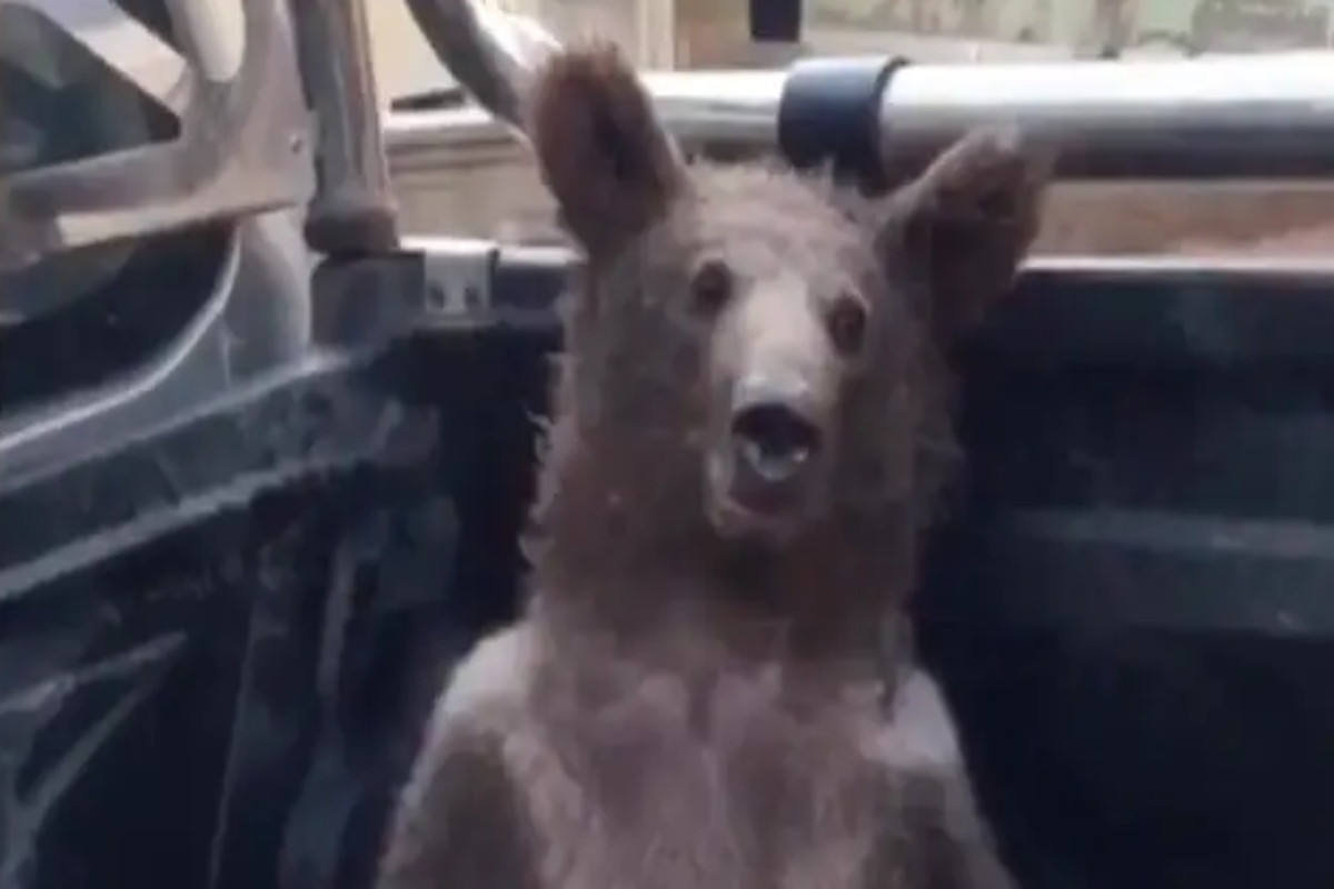 bown bear