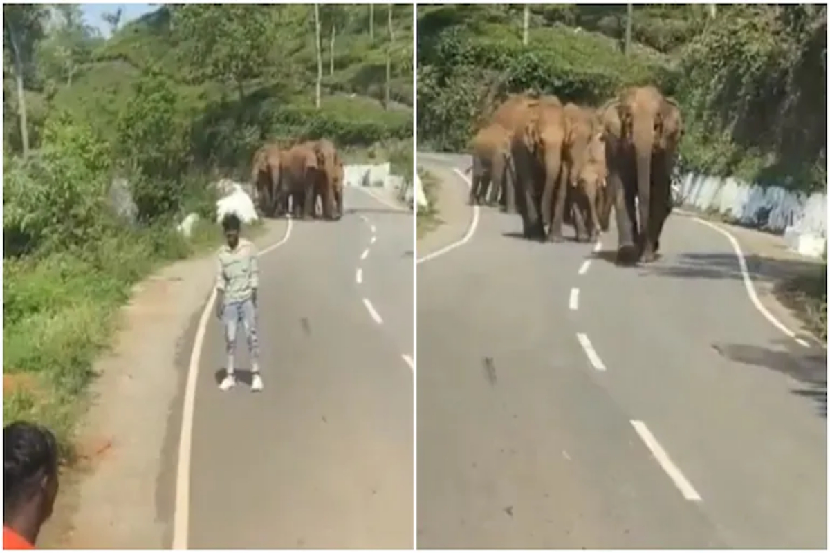 elephant herd