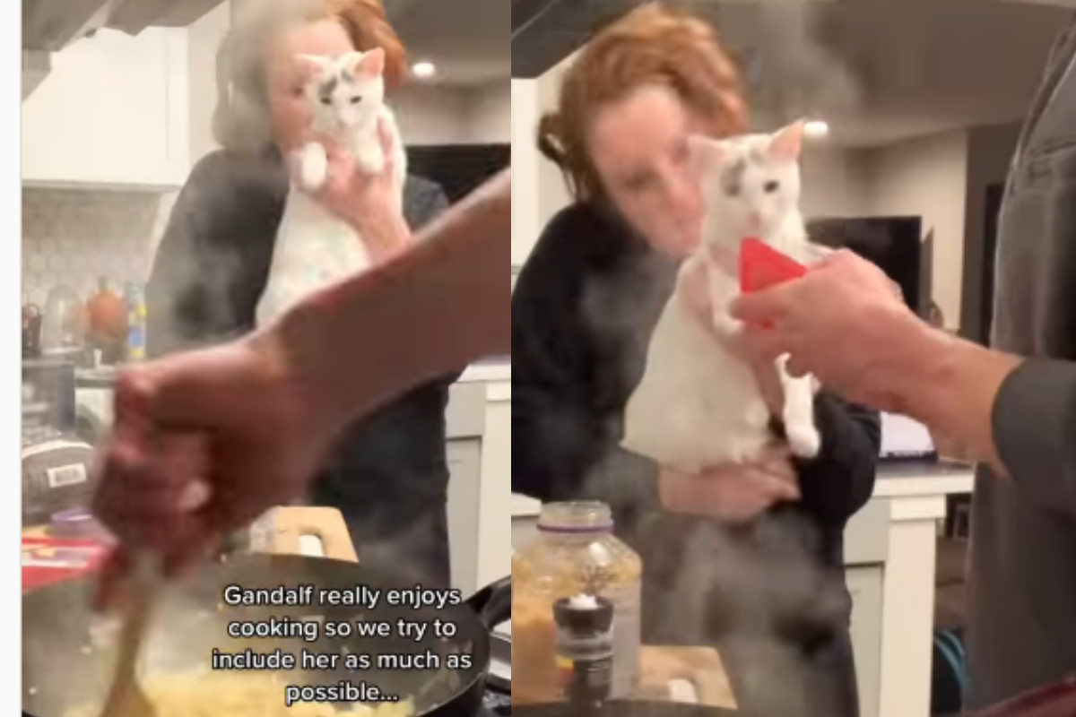cat cooking
