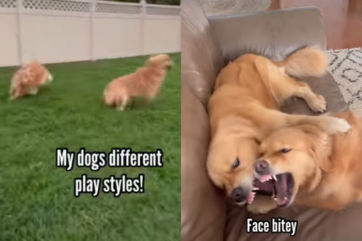 golden retrievers