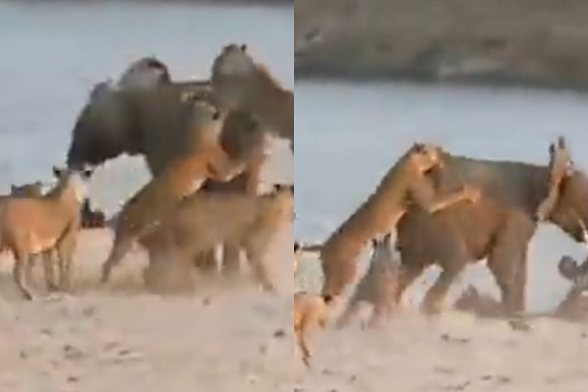 lionesses attack elephant