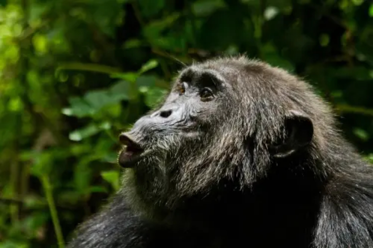 loose monkey