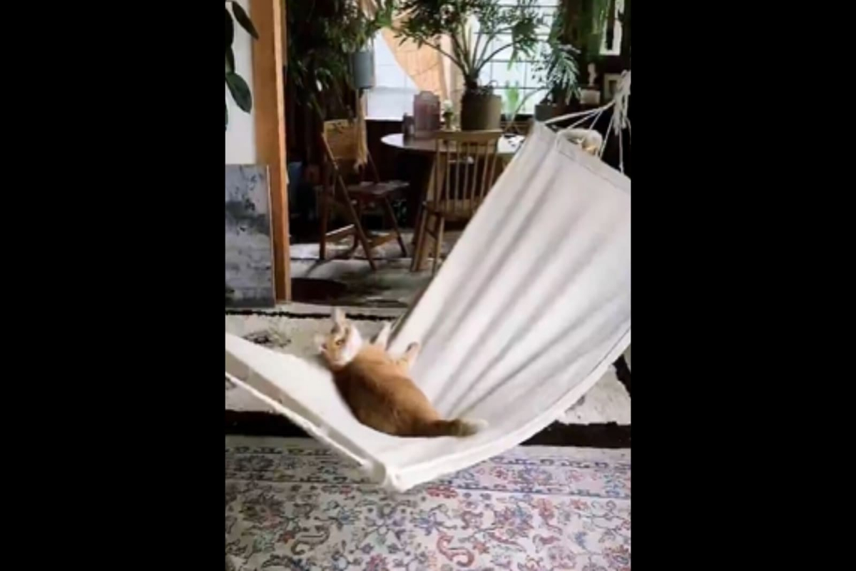 cat video
