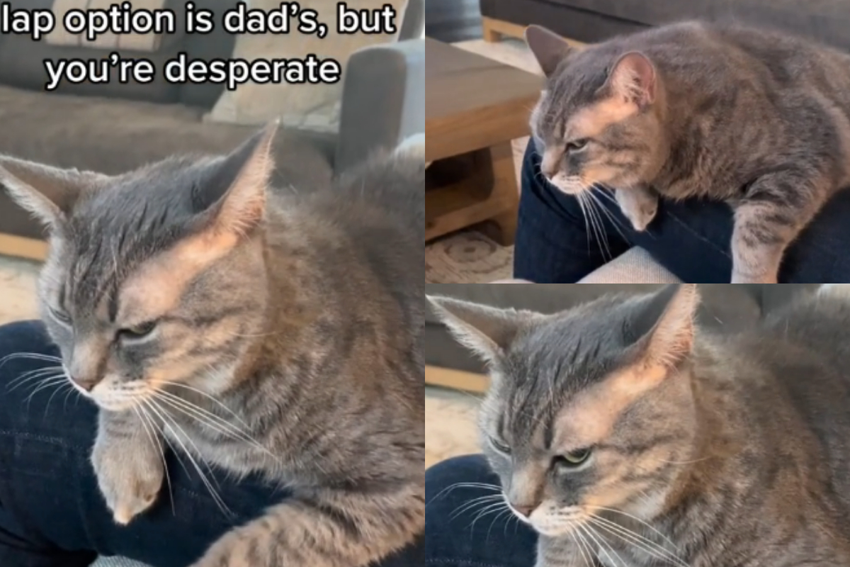 cat mother