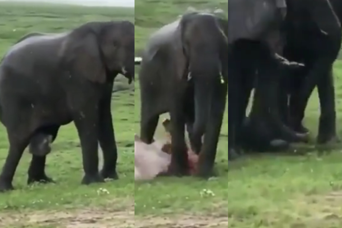 Baby elephant