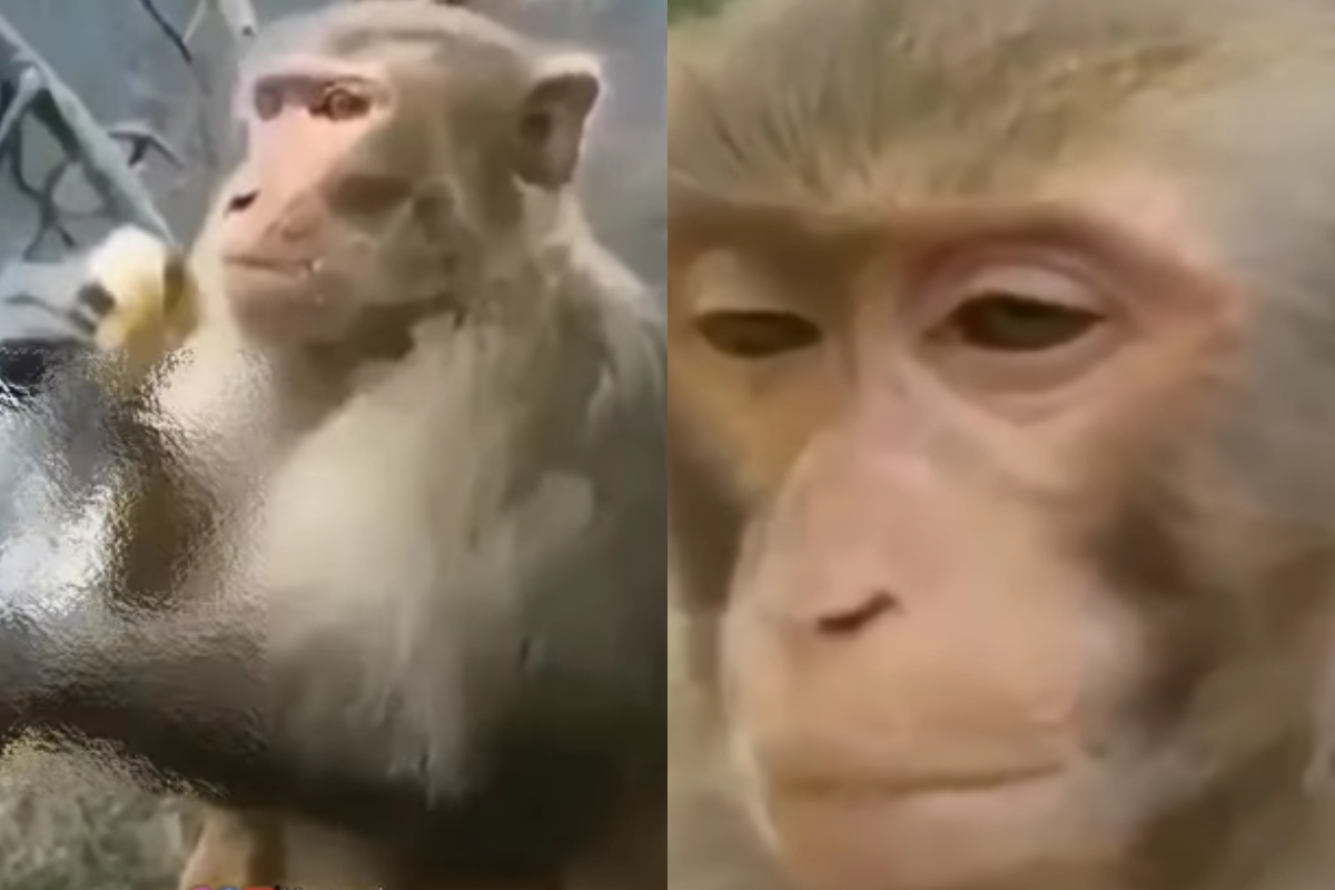 monkey