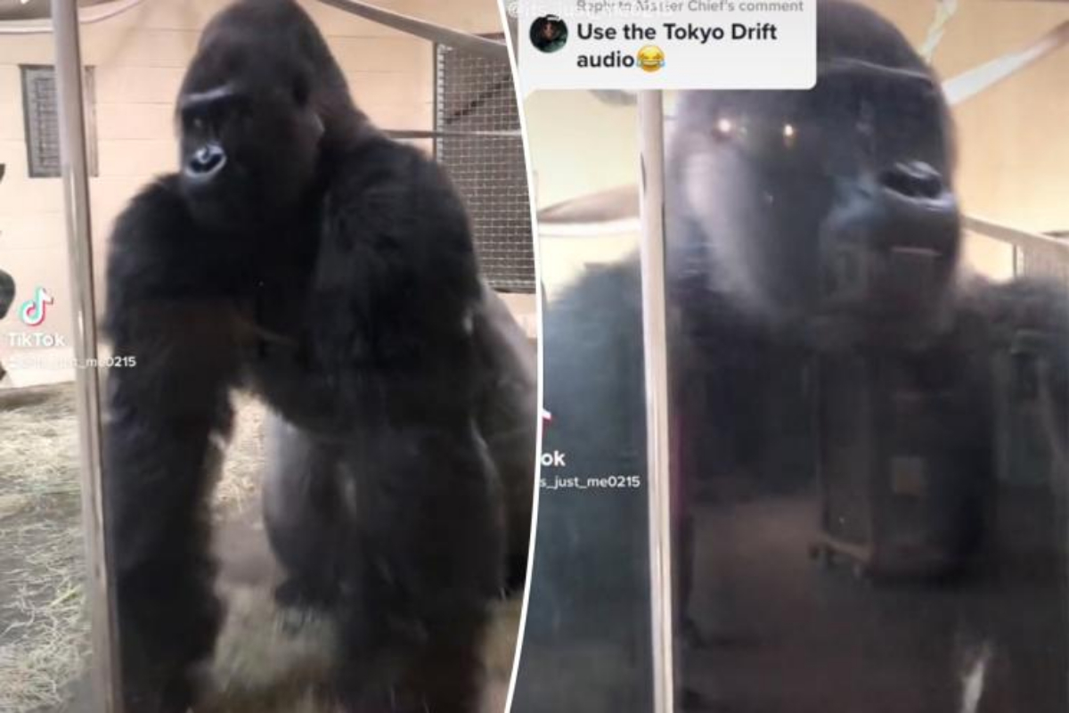 Gorilla