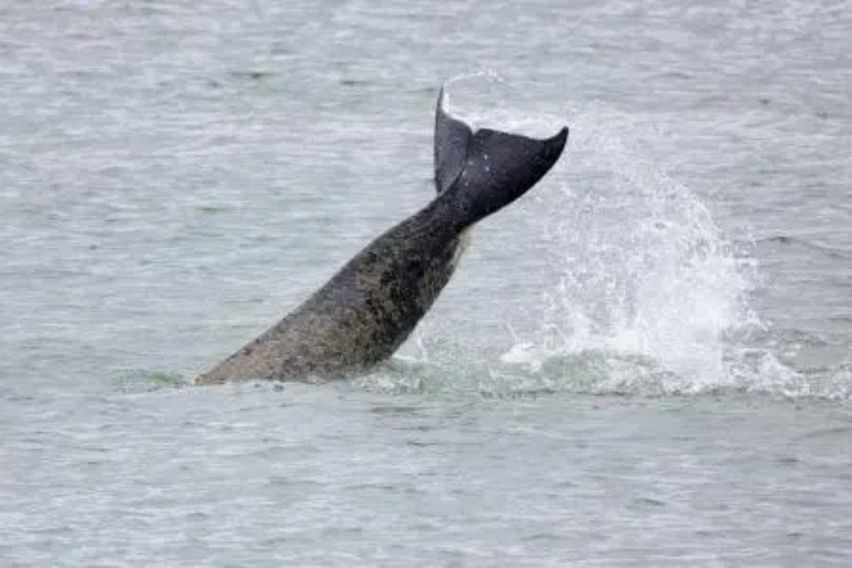 French whale
