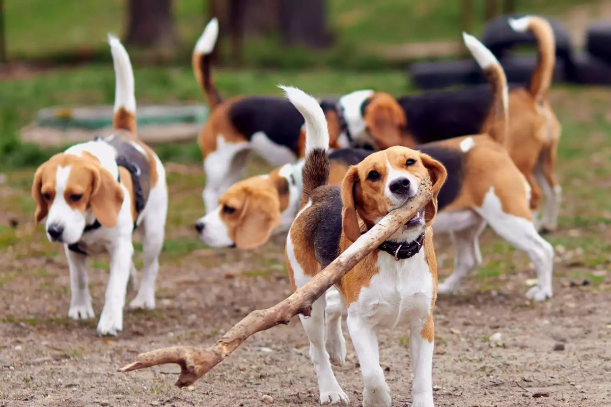 4,000 beagles