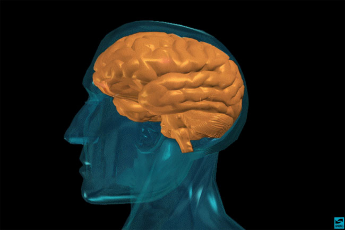 No signs of shrinking in human brain