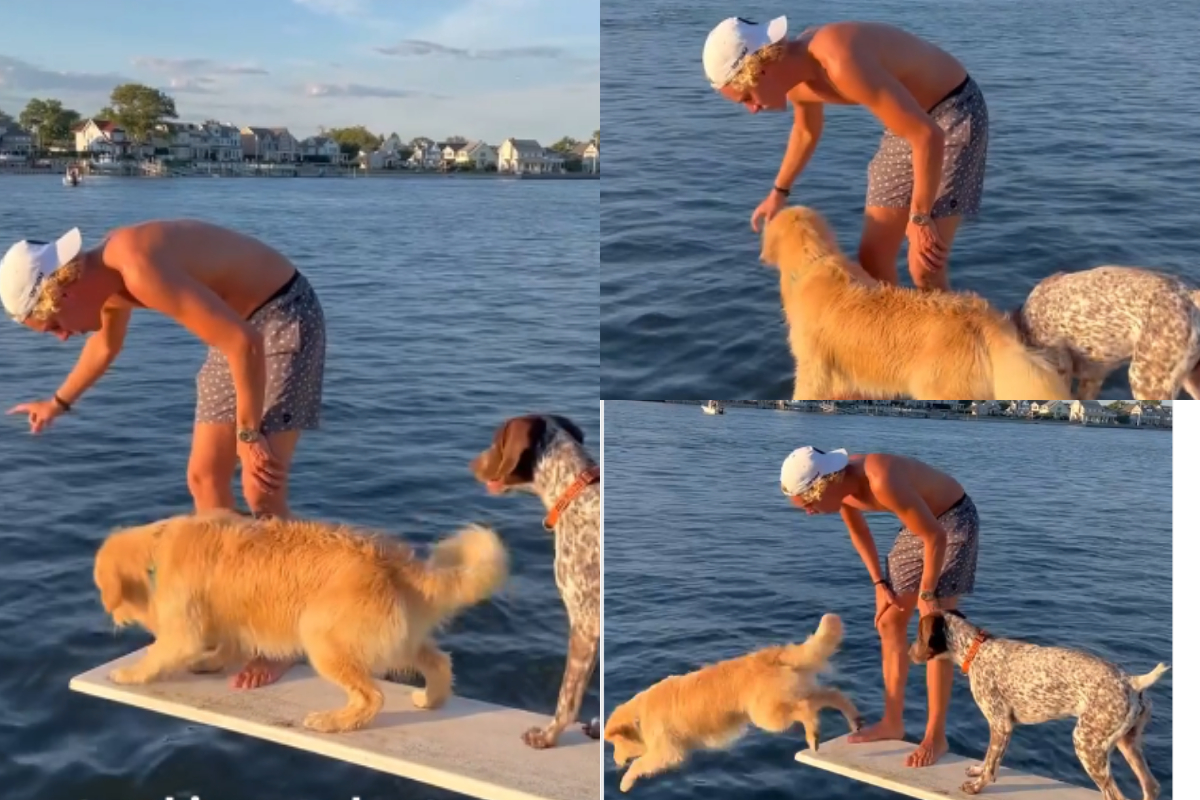 dog pushing