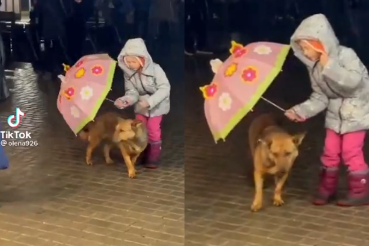 shelter dog
