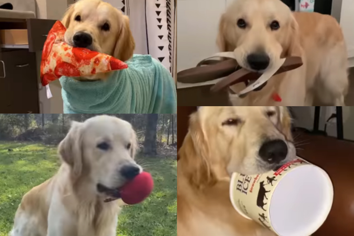 Golden Retriever