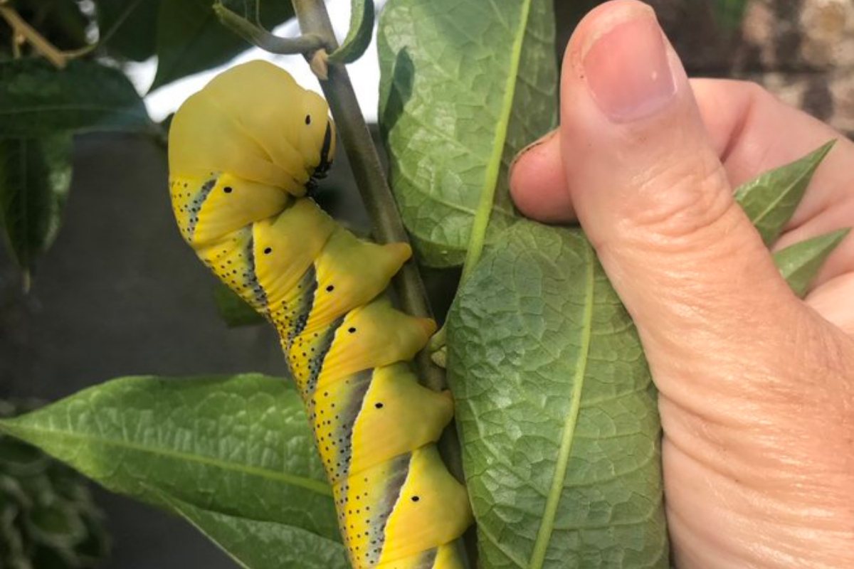 caterpillar