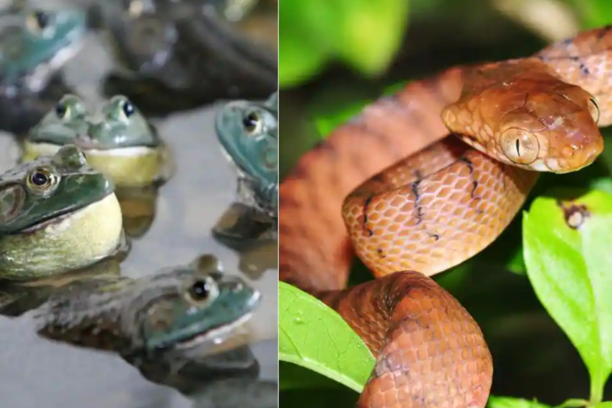 bullfrog and snake