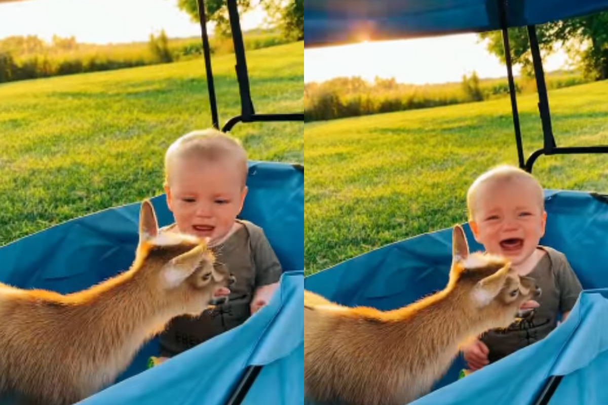 baby goat