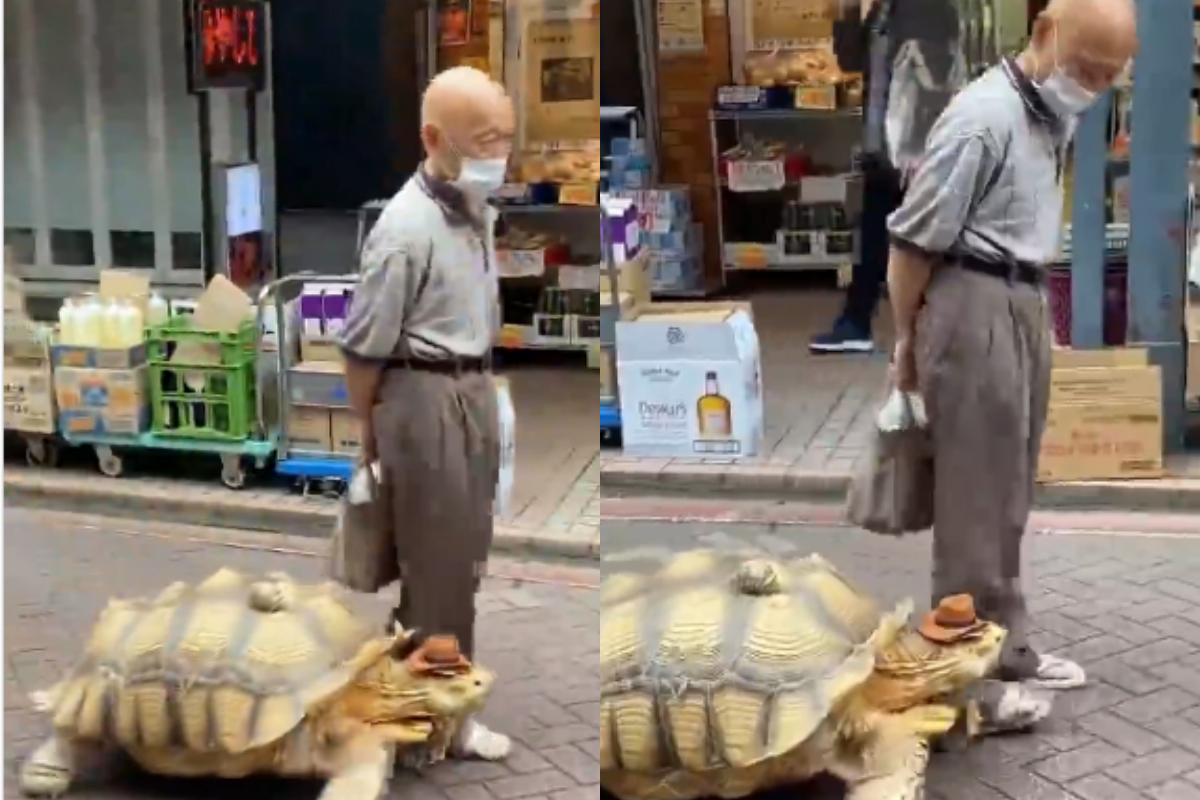 tortoise wearing hat