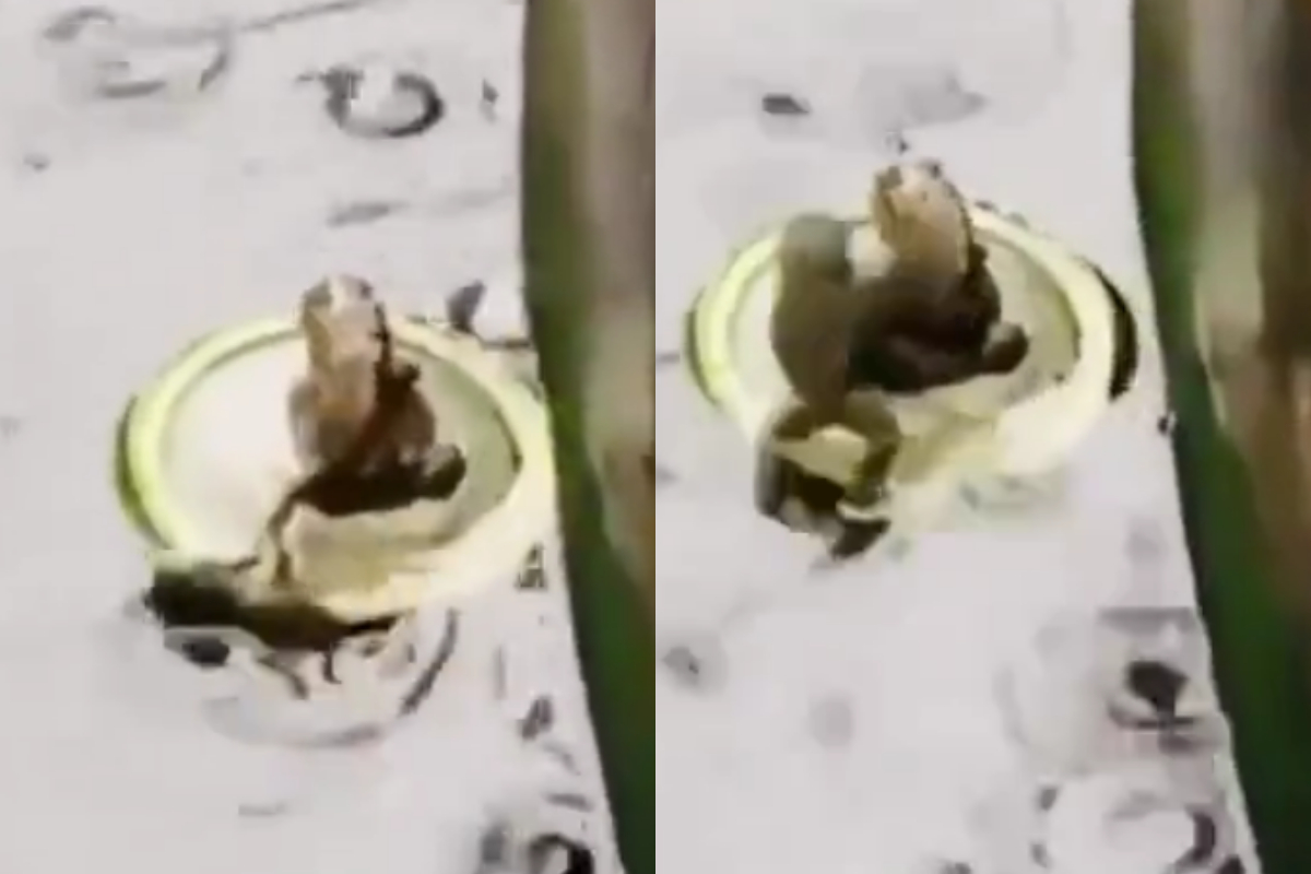 frog