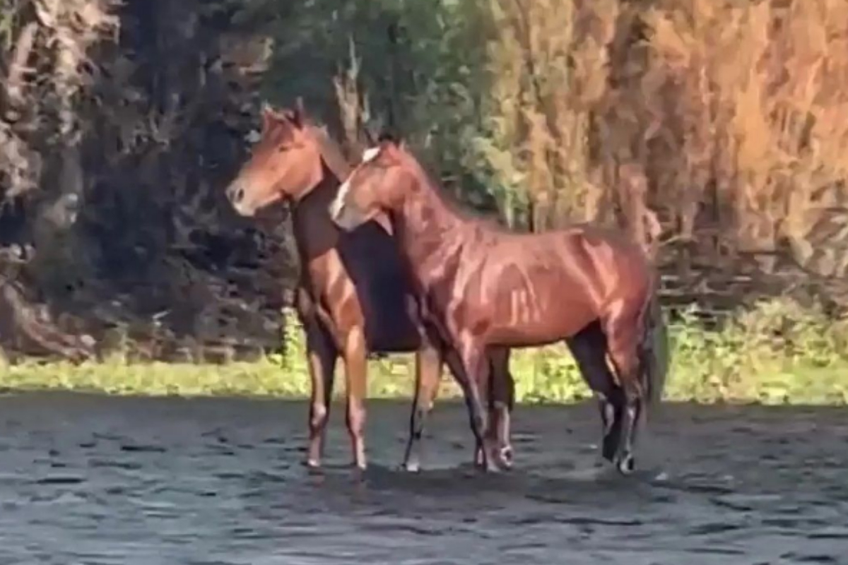 horses