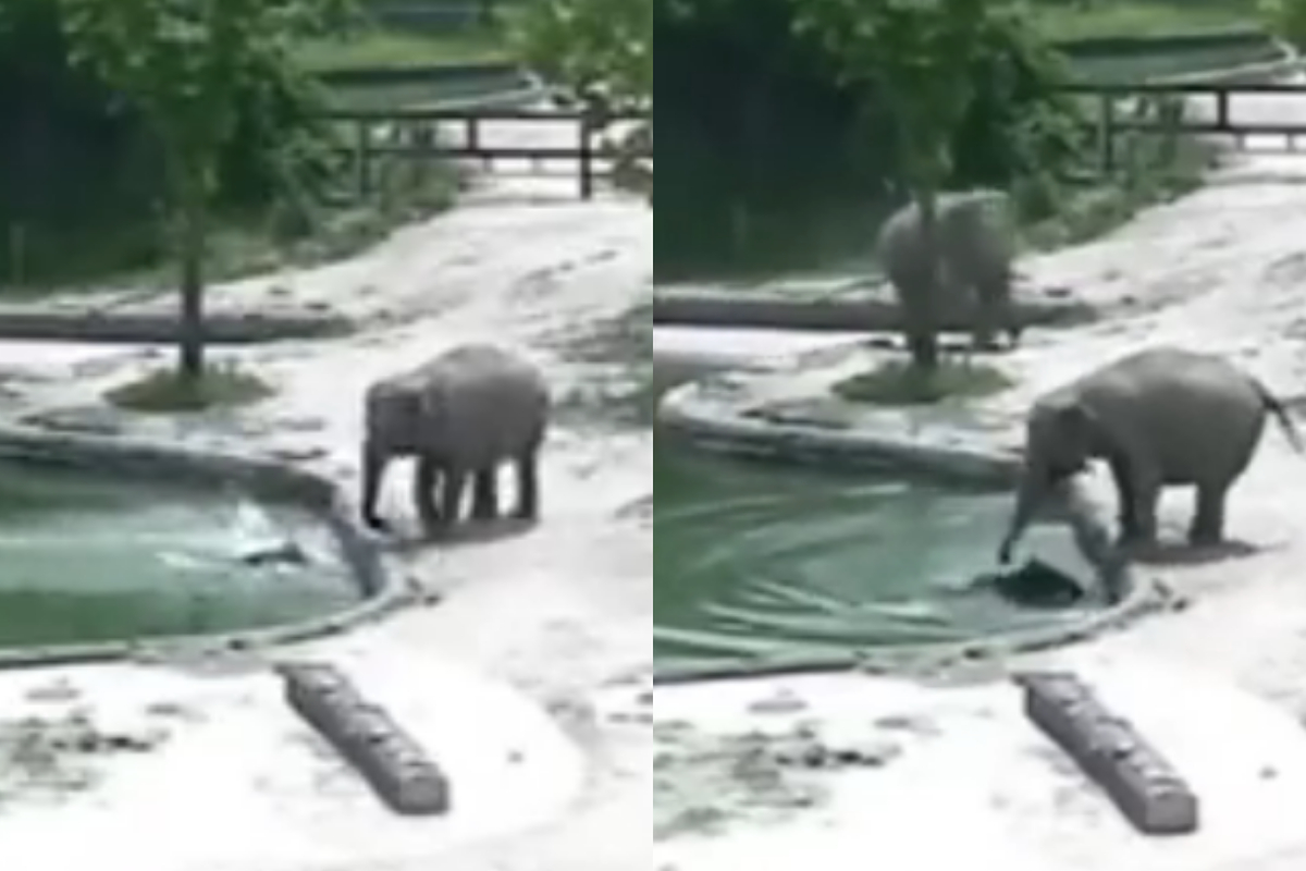Elephants