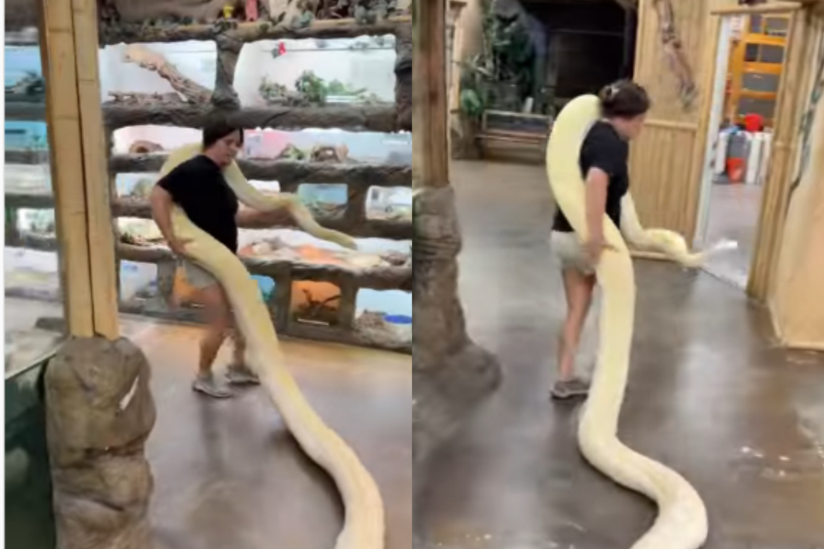 python