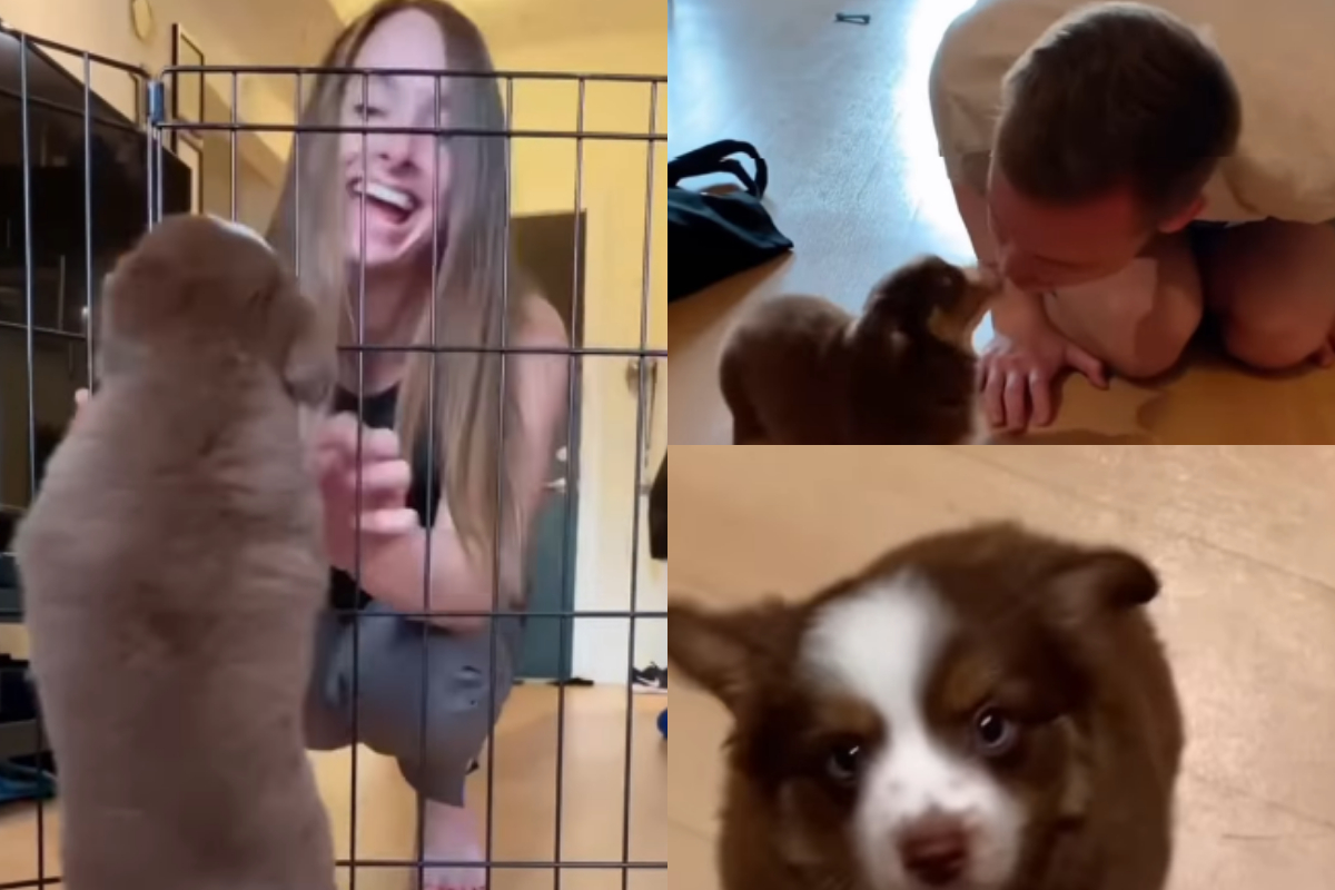 Happy puppy wiggling