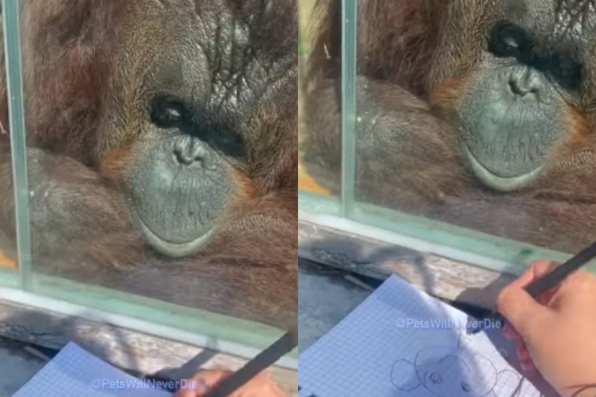 Gorilla
