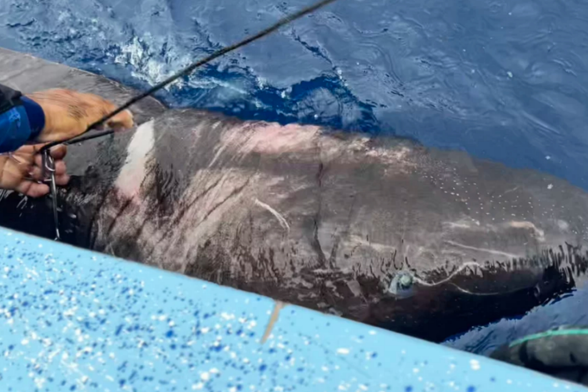 Greenland sharks
