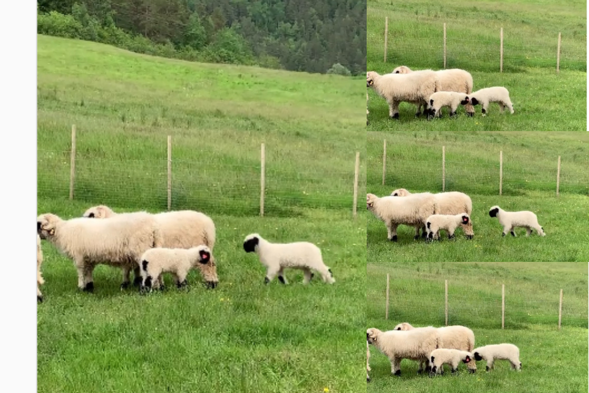baby sheep