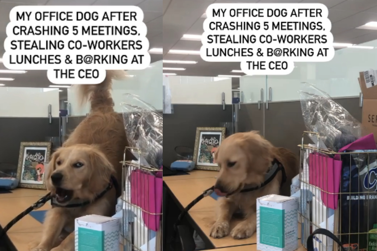 Cute dog video