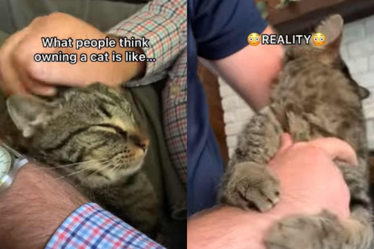 Pet parent