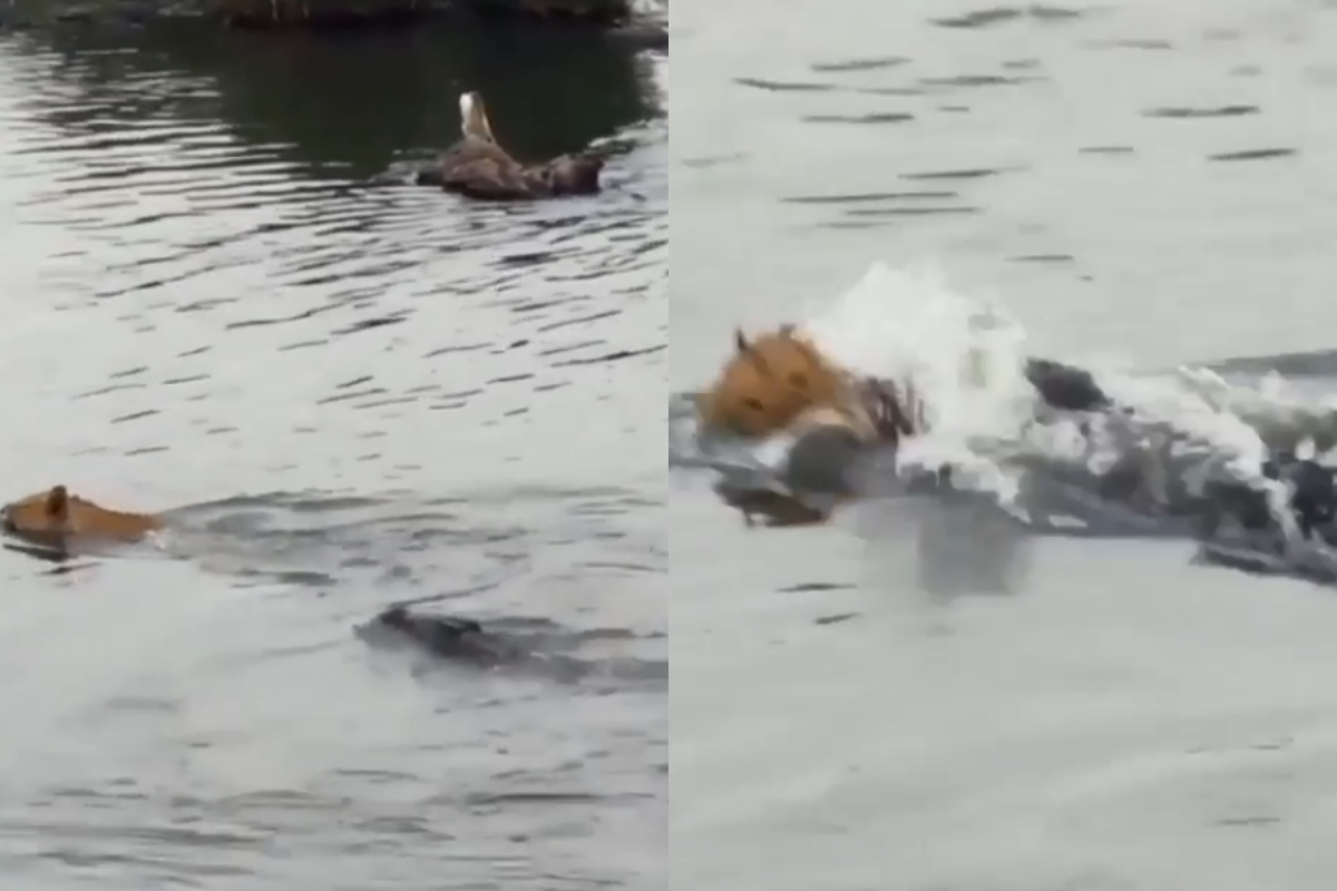 crocodile attacked lioness