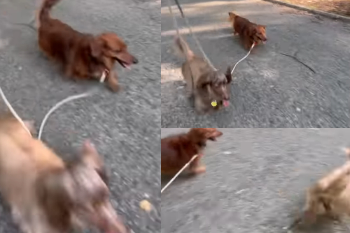 dogs behave differently