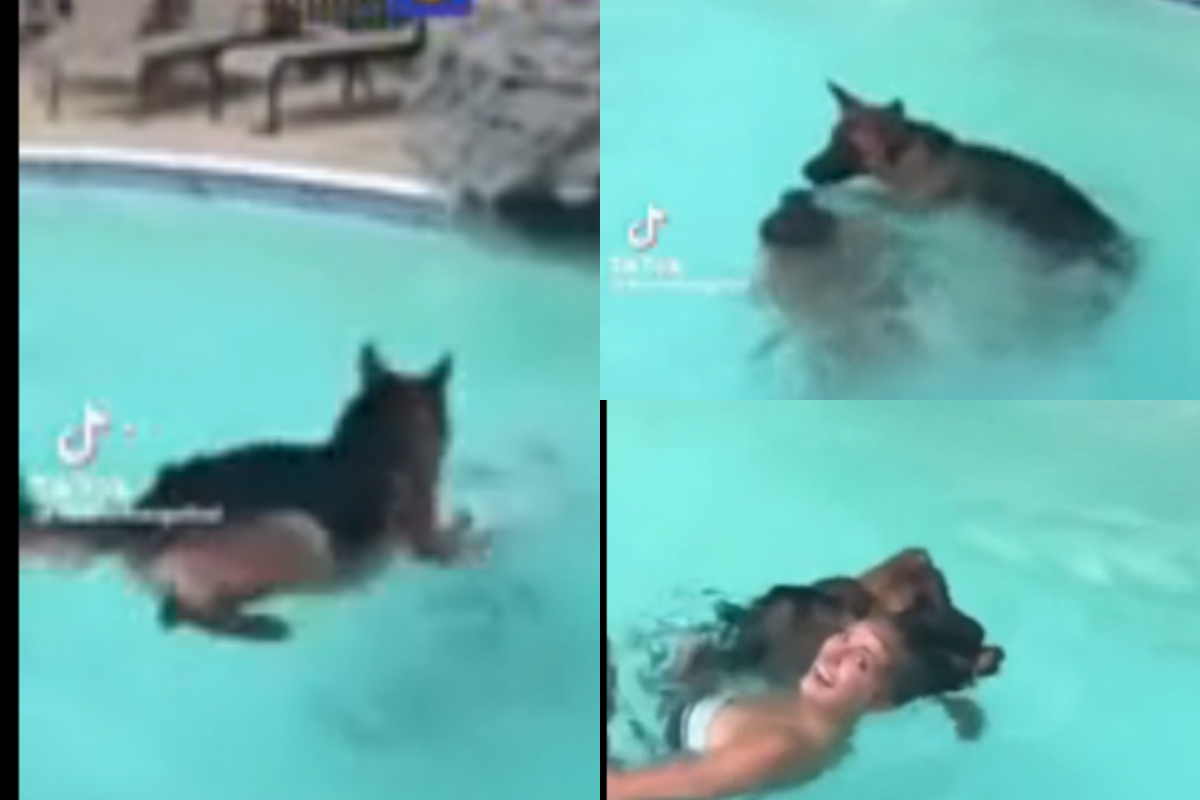 German Shepherd