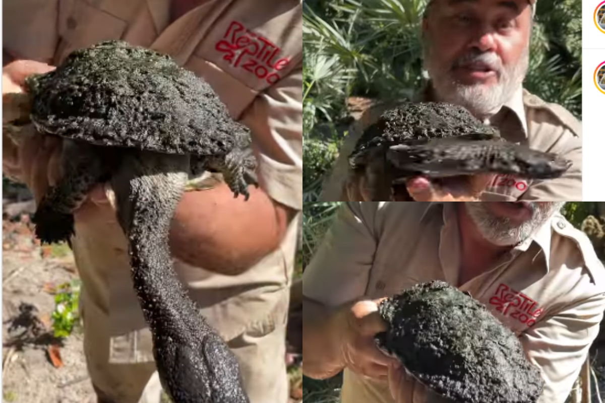 zookeeper
