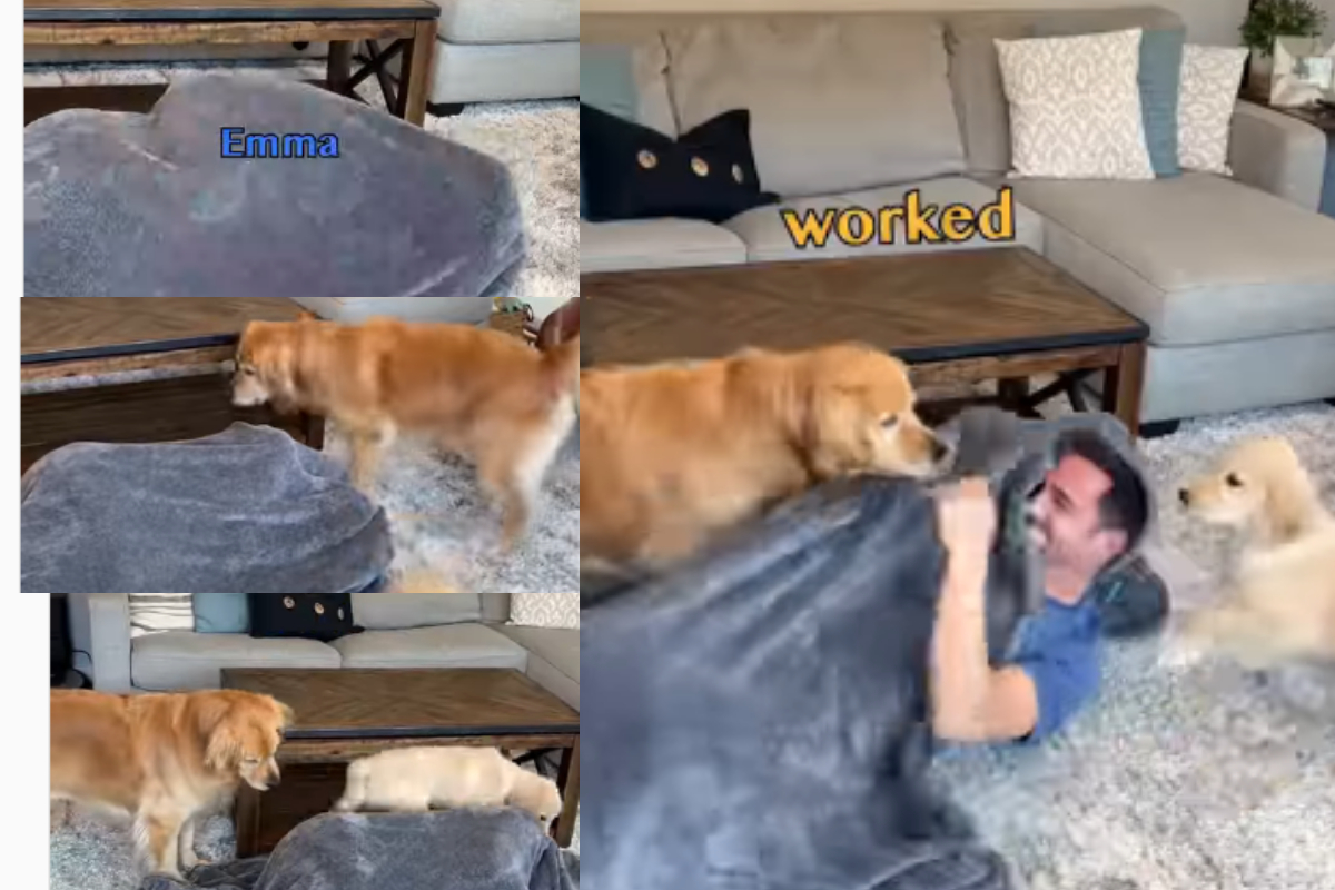 Golden Retrievers