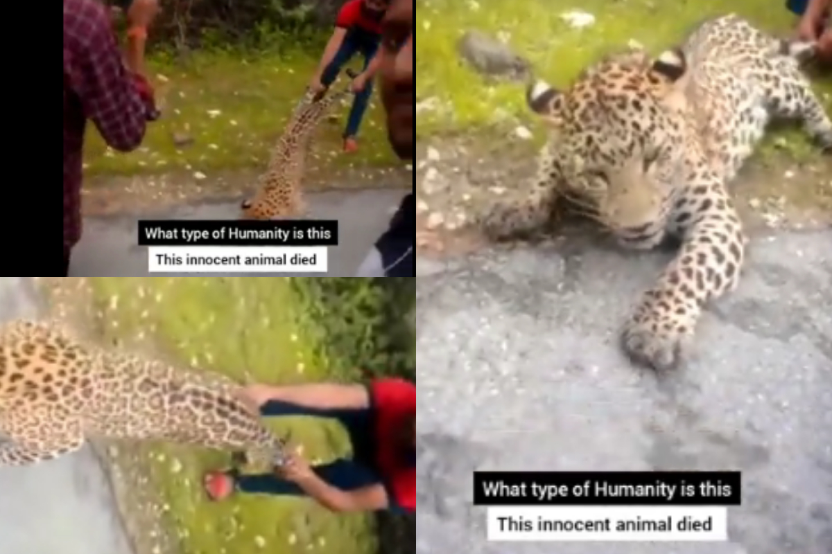pulling leopard