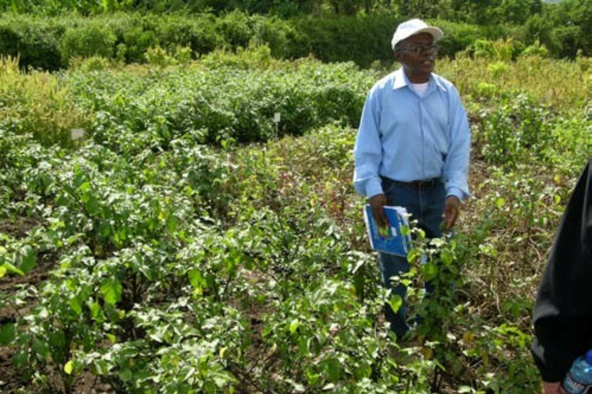 Unisame calls for indigenous crops