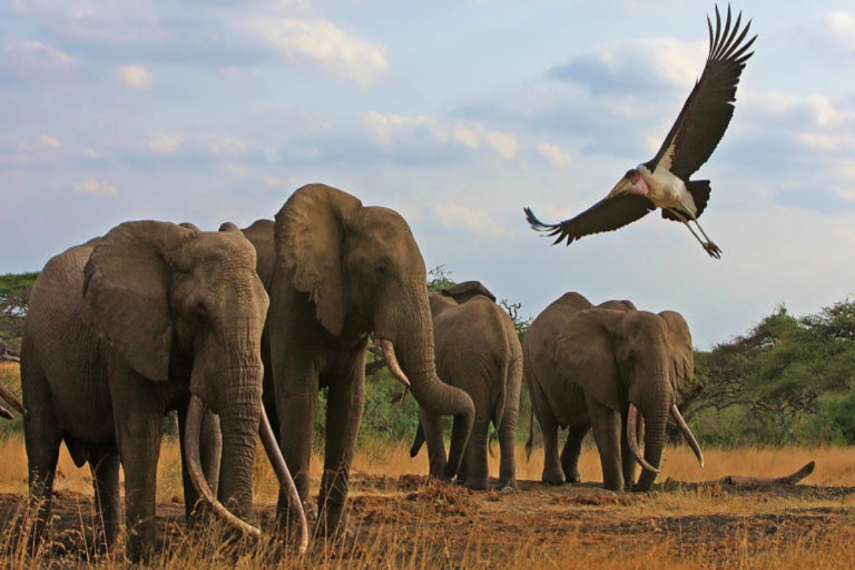 World Elephant Day