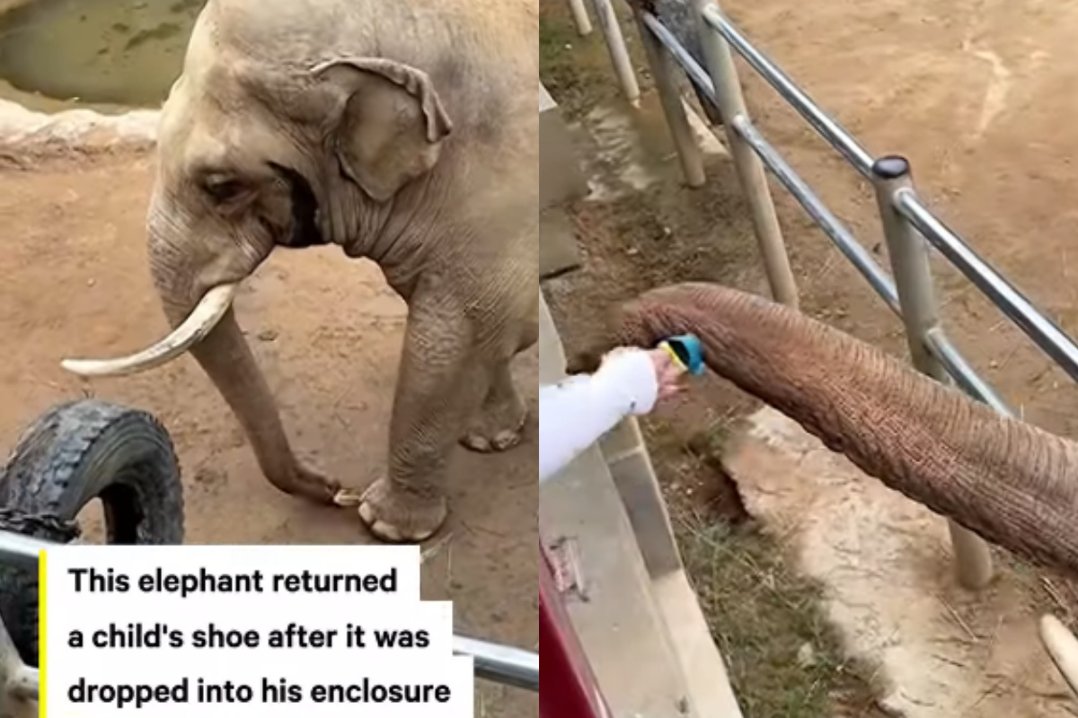 Elephant