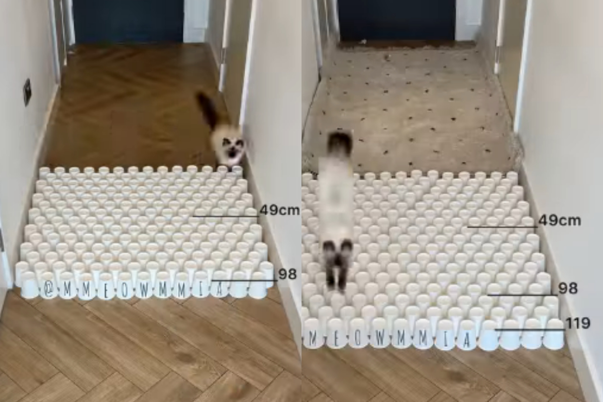 Cat long jump