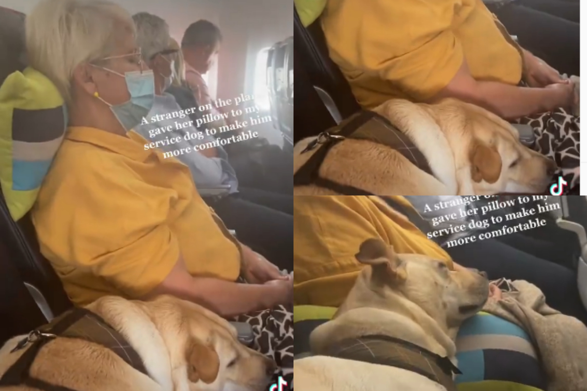 dog pillow
