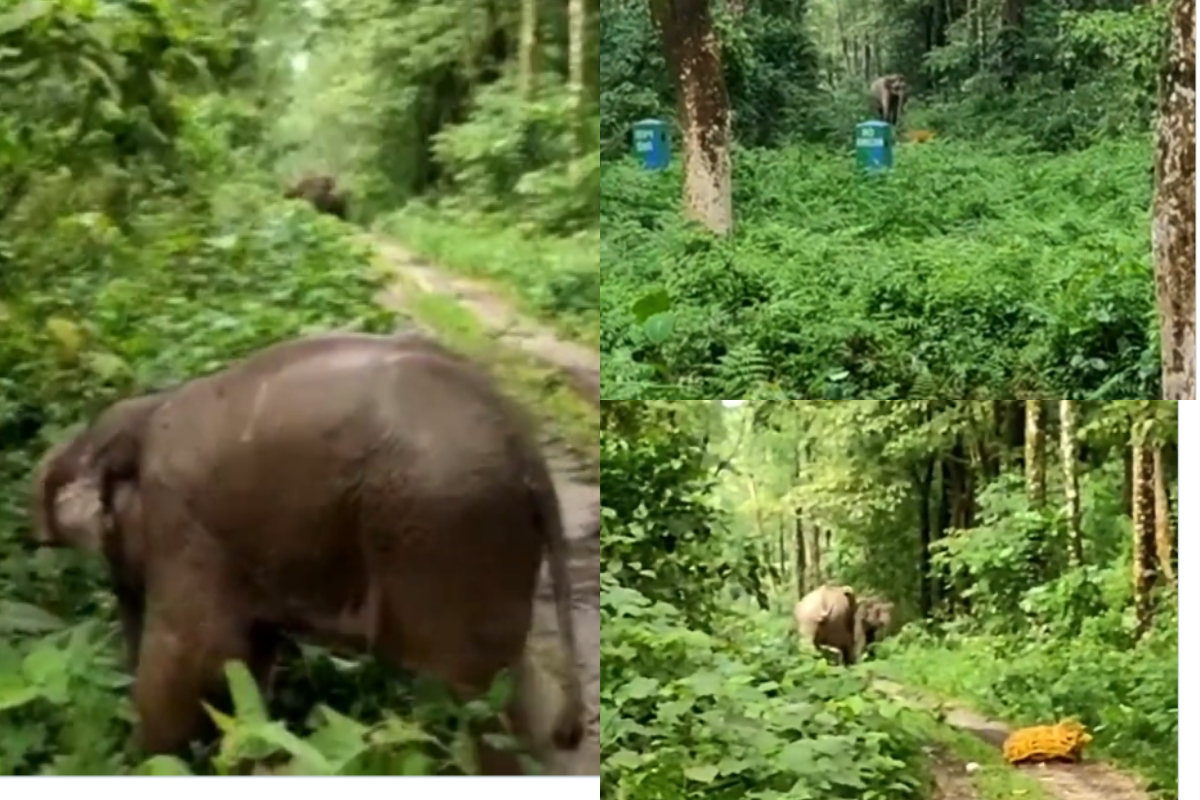 Elephant calf