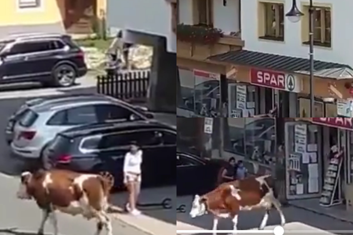 cow grocery store in Austria